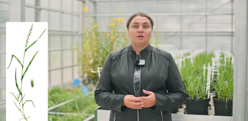 Mokslininkų rekomendacijos kaip ir kokiais herbicidais naikinti vienaskiltes piktžoles